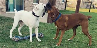 Boxer-dogs-white-and-fawn